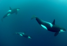 orca 2
